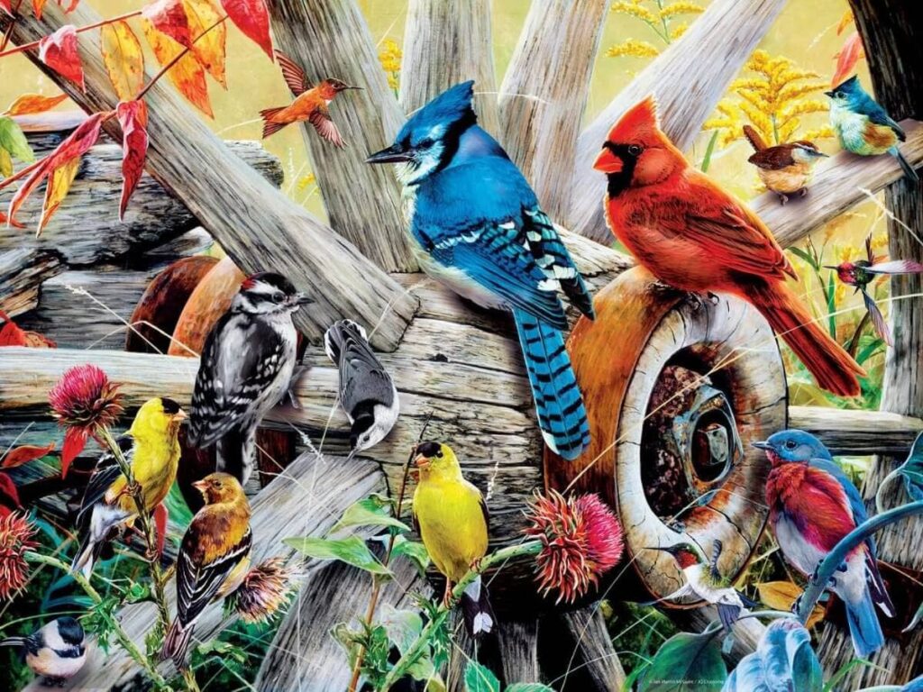 Backyard Birds