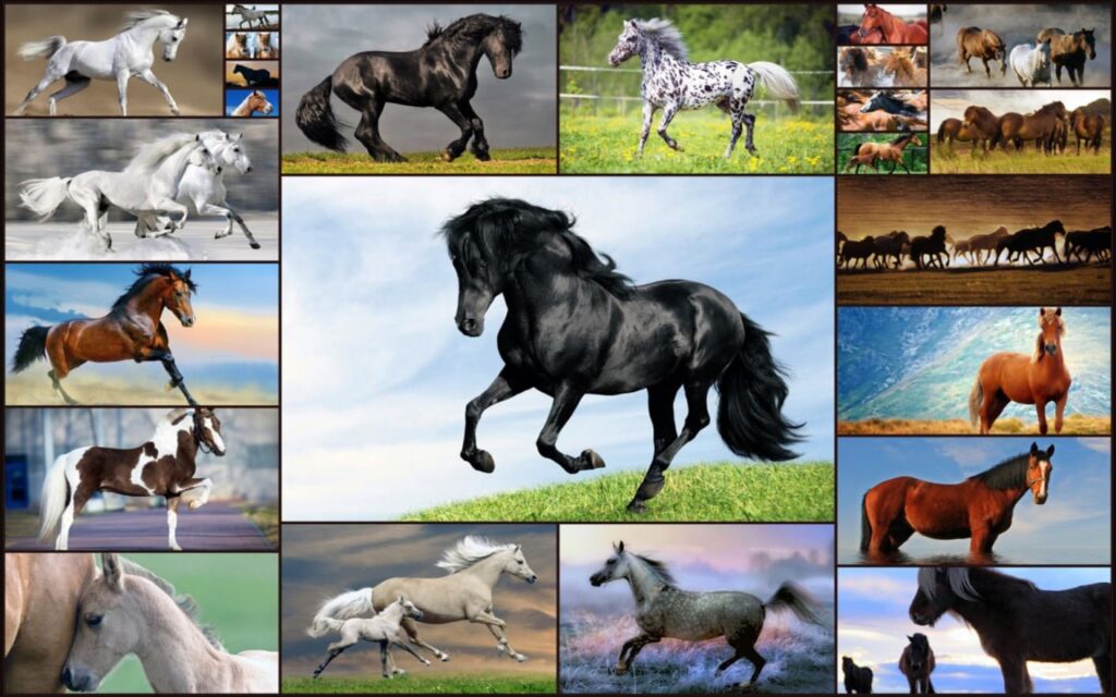 Horse Collection