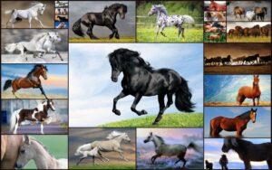 Horse Collection