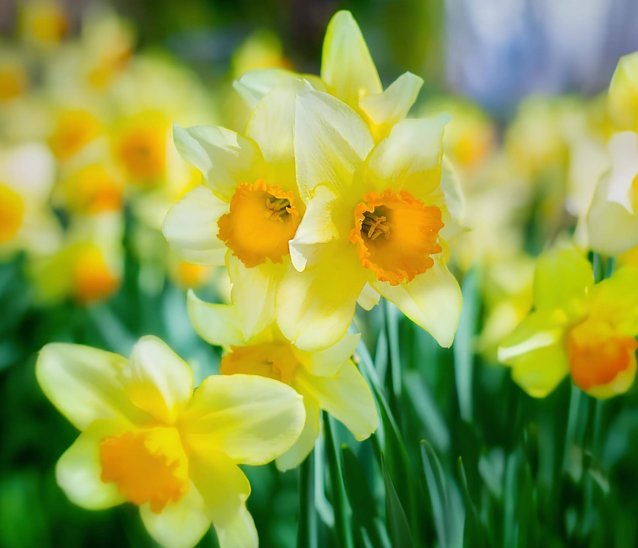 Yellow Daffodils Flower
