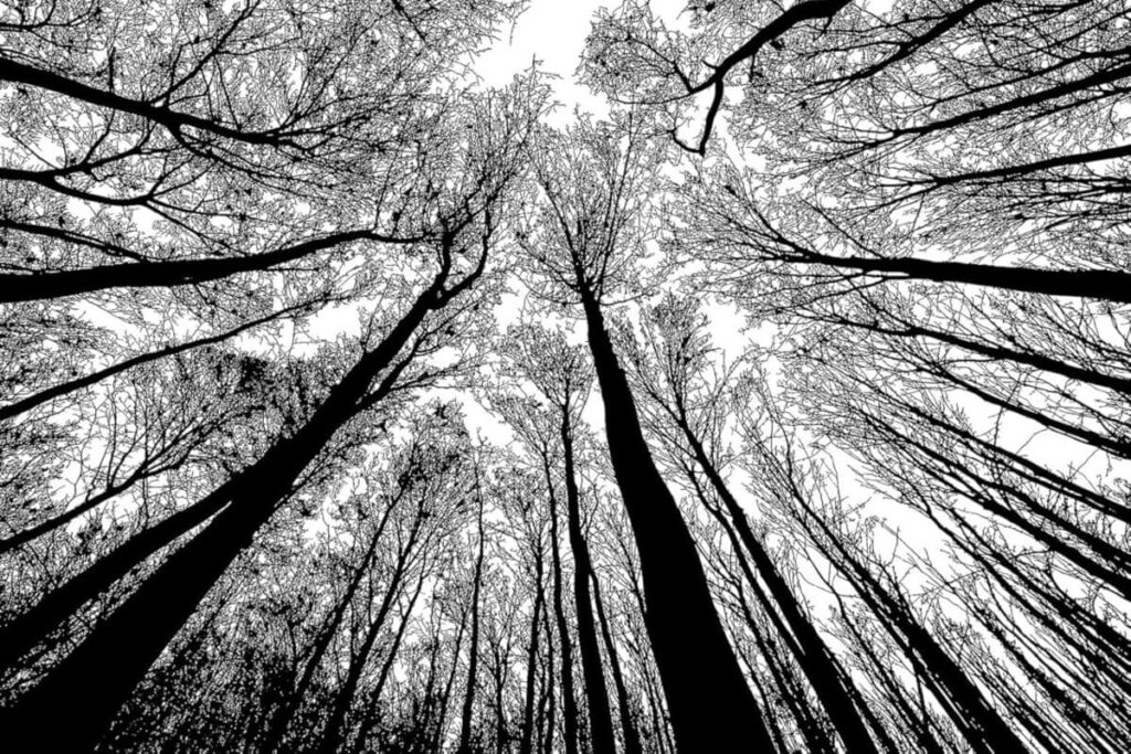 Black and White Nature