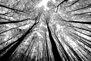 Black and White Nature