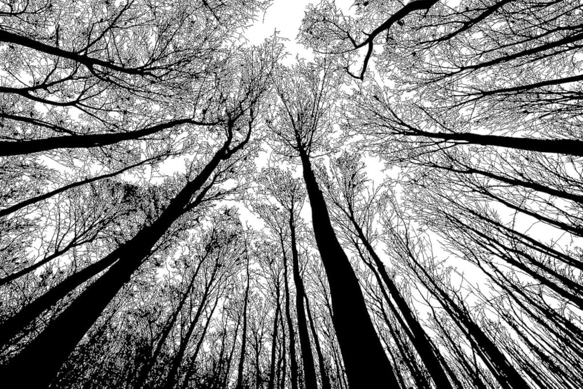 Black and White Nature