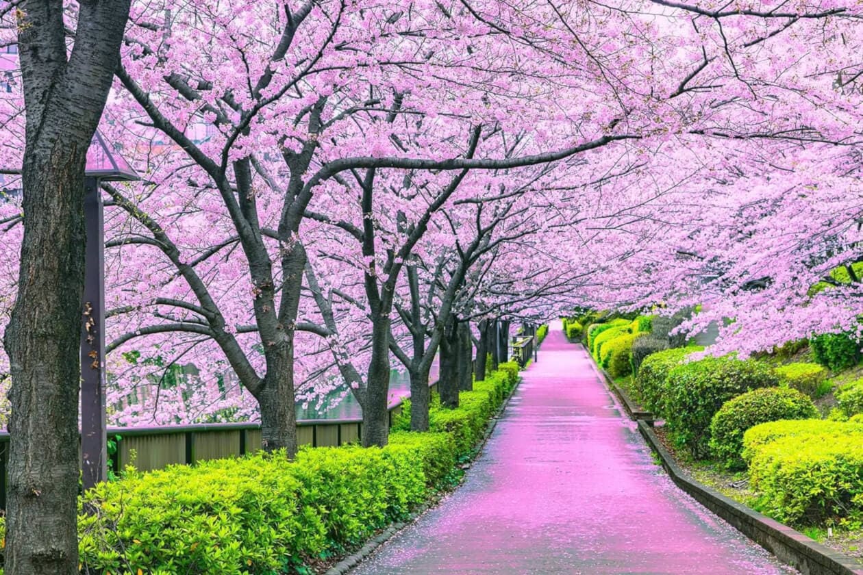 Cherry Blossom Tokyo