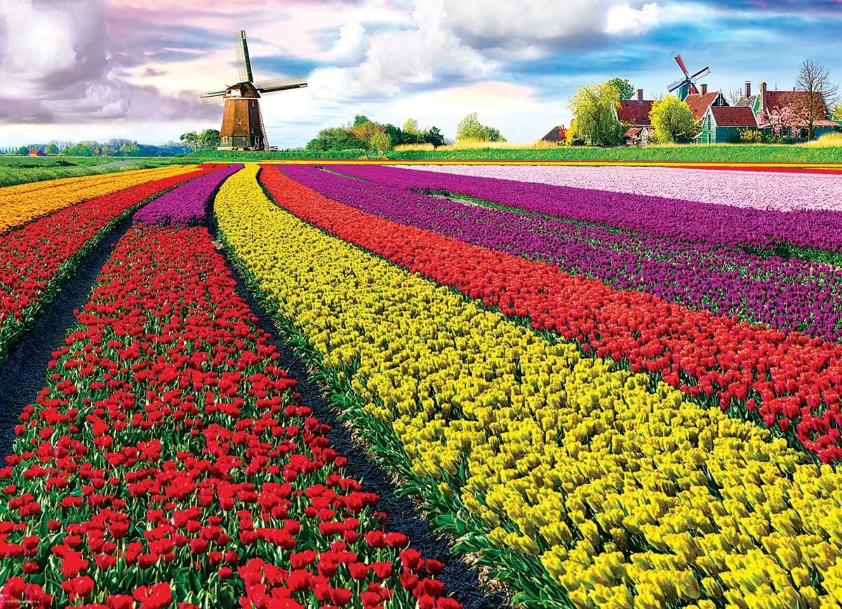 Tulip Field – Netherlands