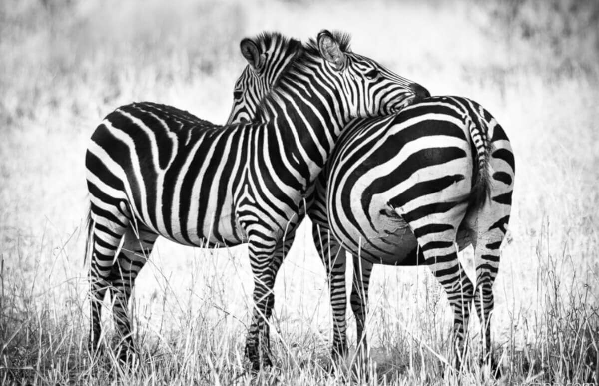 Zebra Love