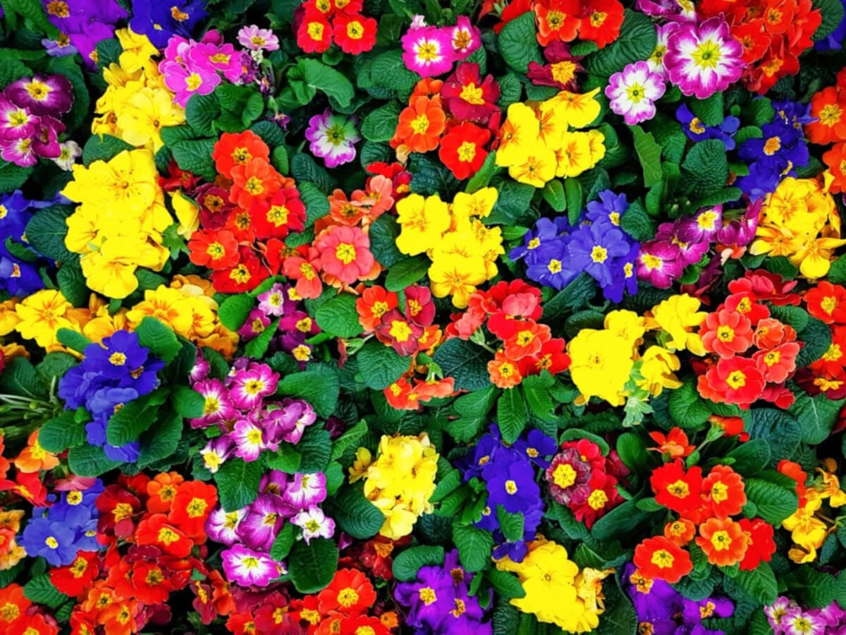 Colorful Flower Garden