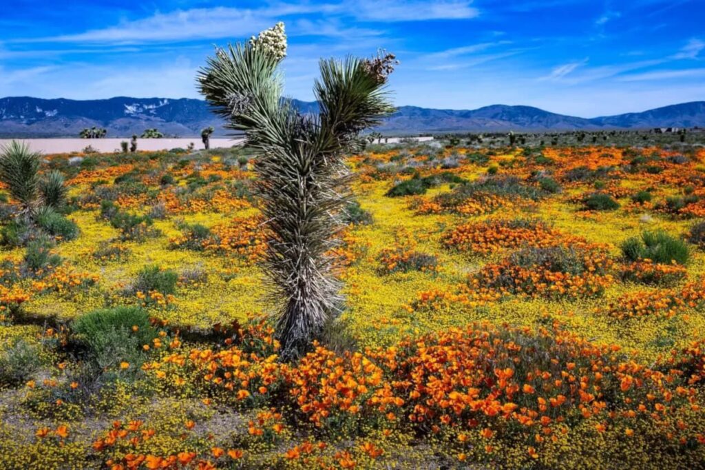 Desert Bloom