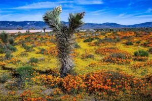 Desert Bloom