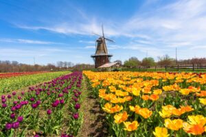 Field Tulip Time