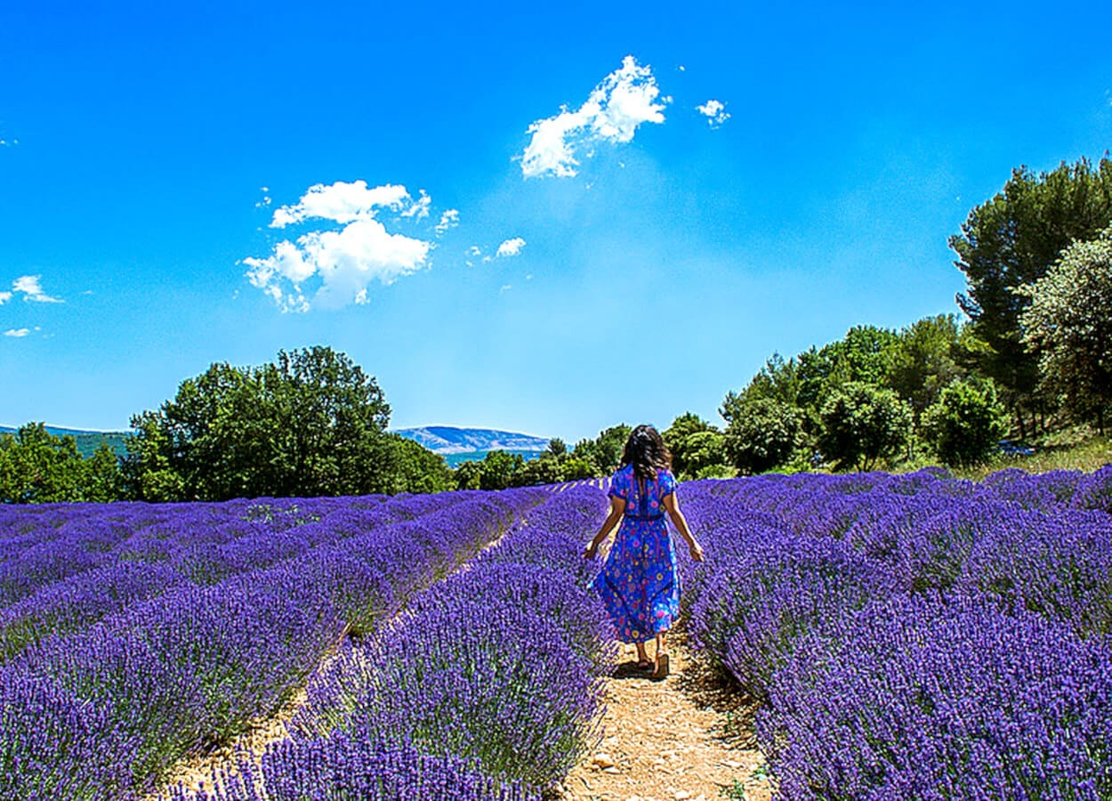 Girl in Lavender Field