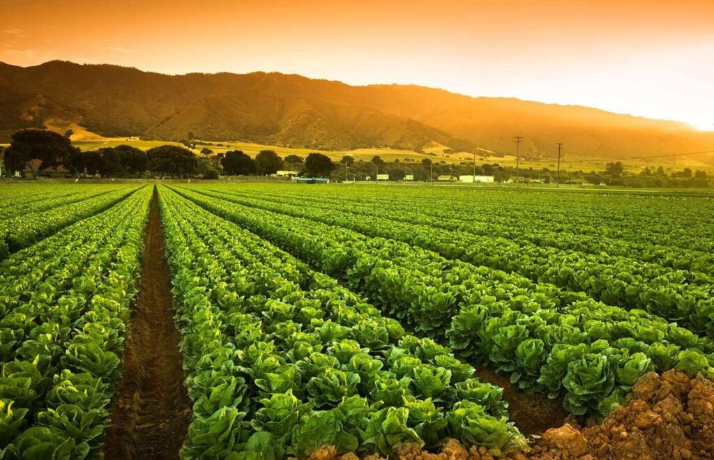 Green Farms
