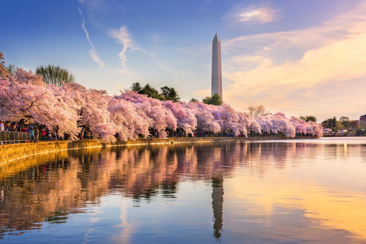 National Cherry Blossom Festival