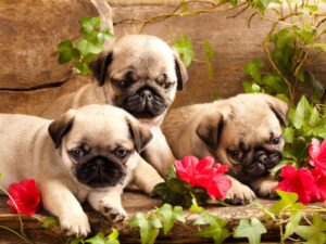 Pug Puppy