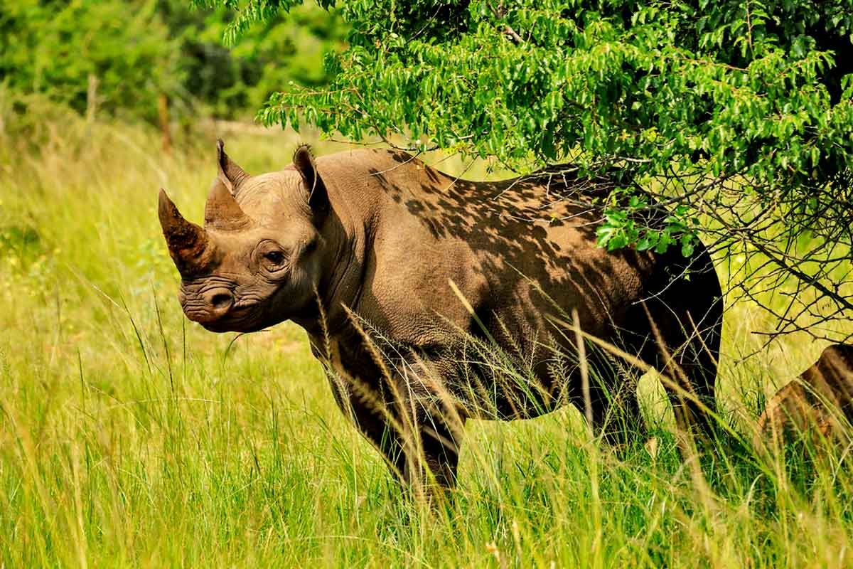 Rhino in Safari