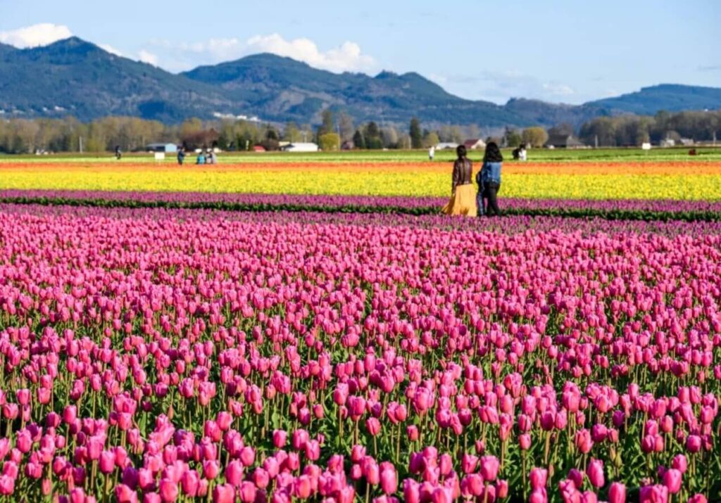 Skagit Valley Tulip