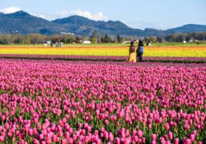 Skagit Valley Tulip
