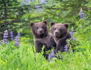 Two Bears
