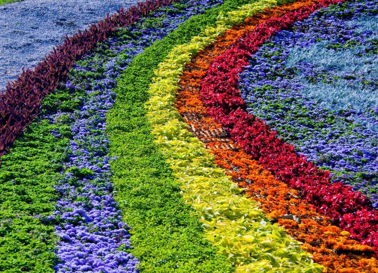 Rainbow of Flowers