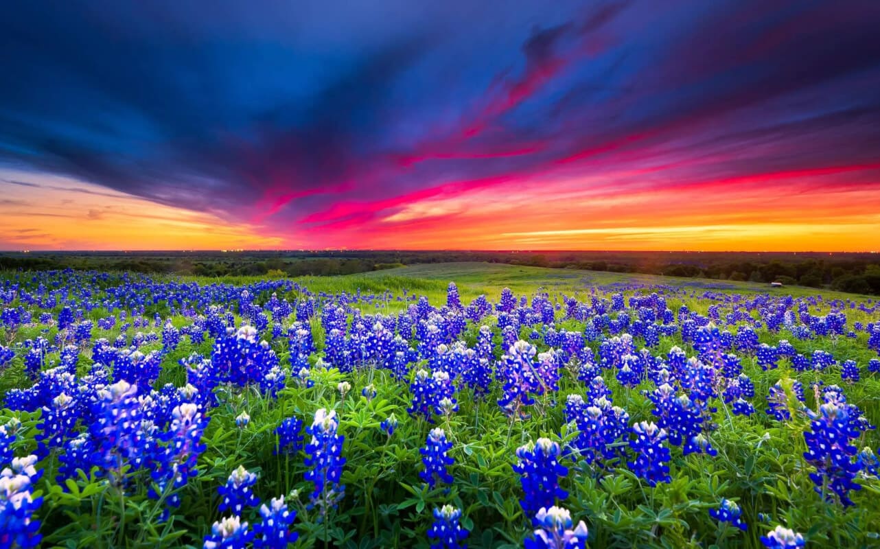 Texas Bluebonnets Flower