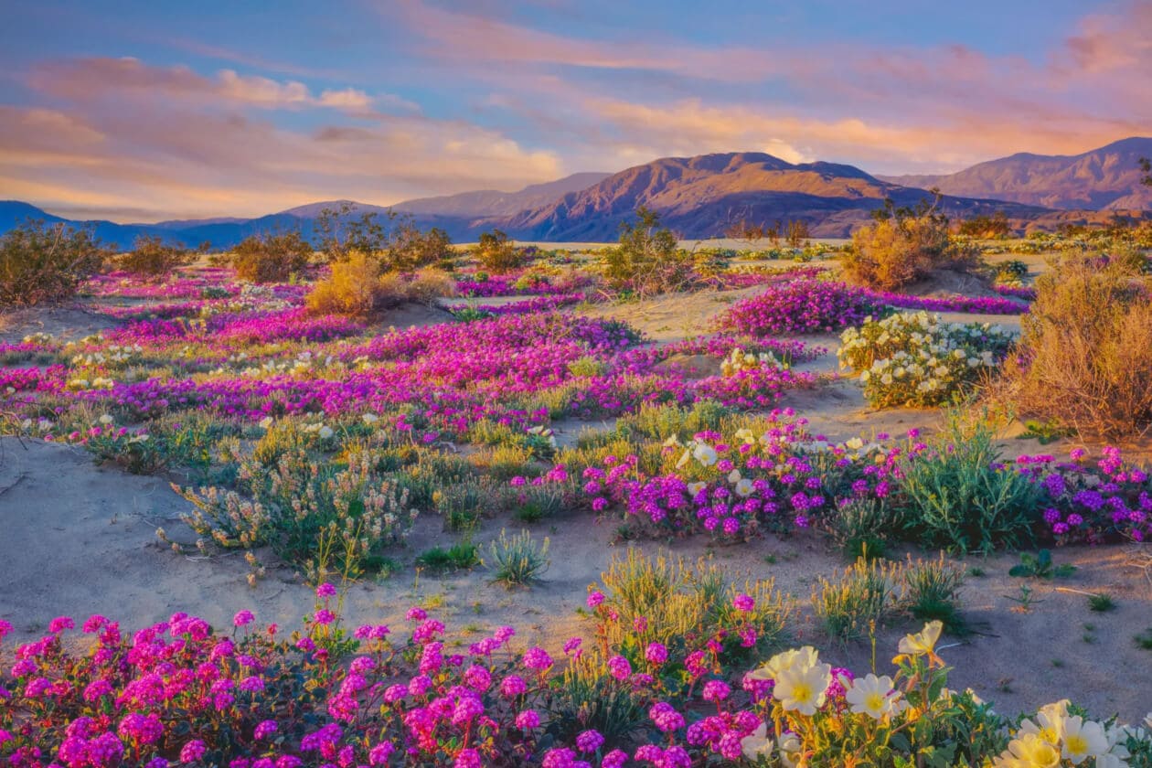 Wildflowers Superbloom