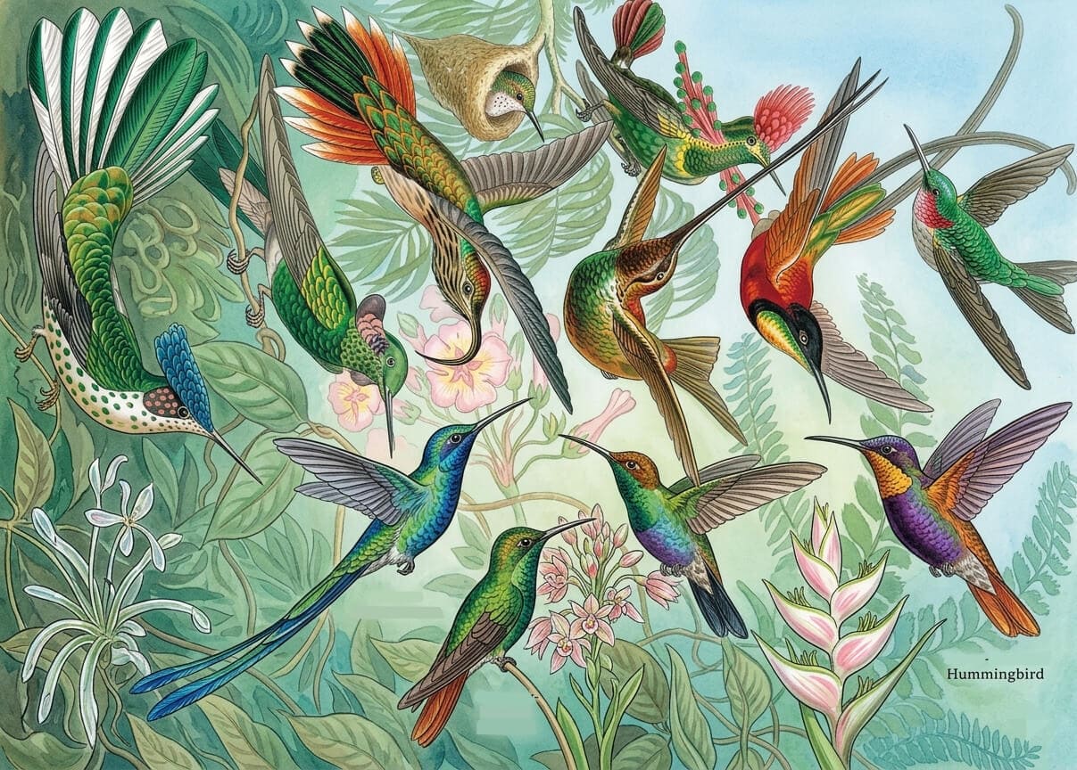 Colorful Hummingbirds