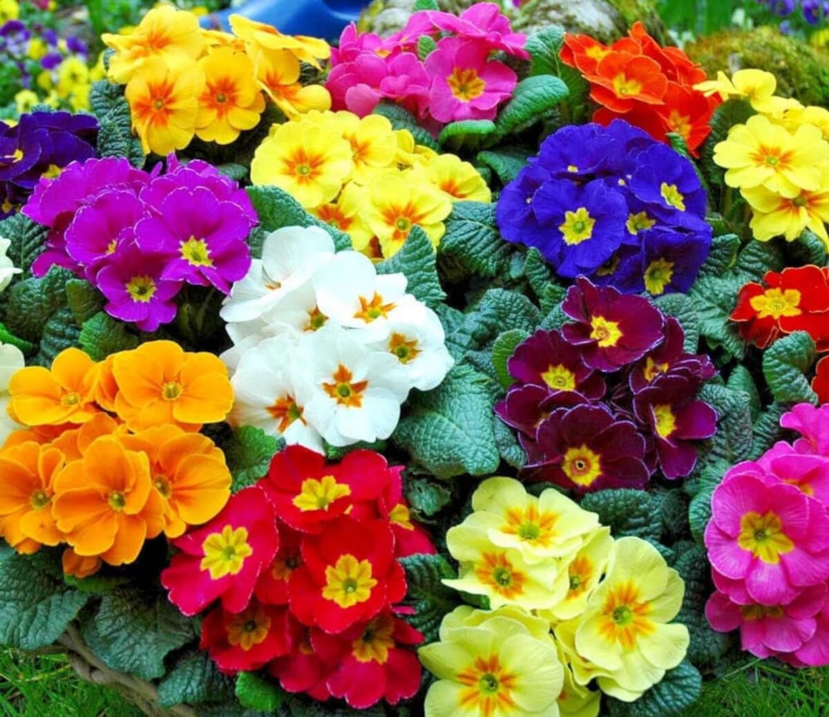 Colors of Primrose Flower