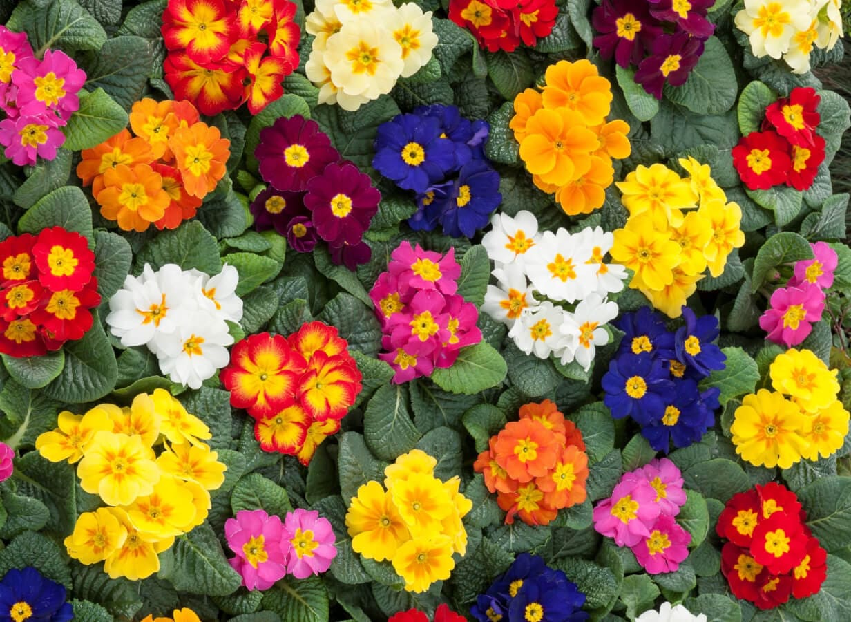 Multicolor Primrose Flower