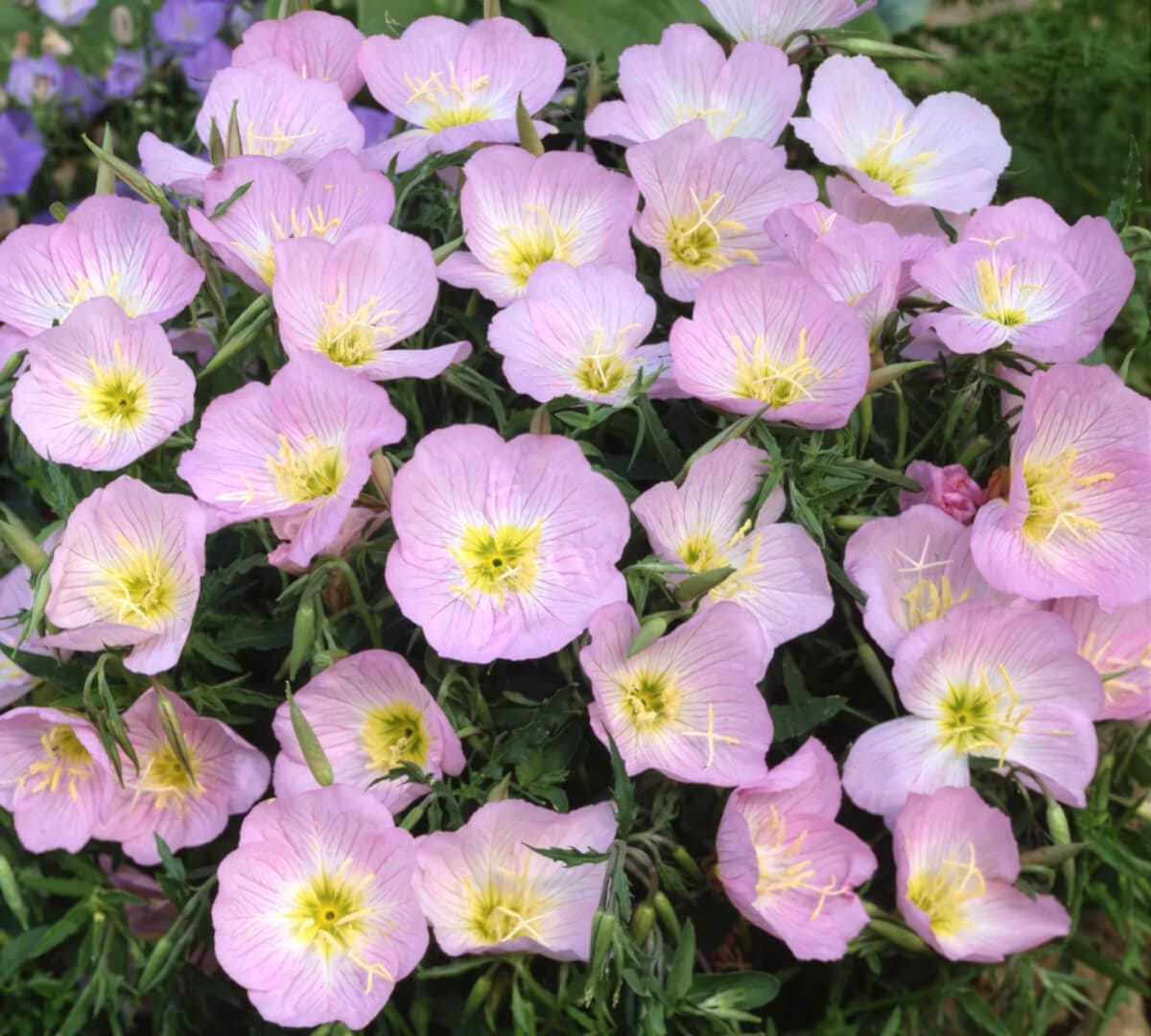 Pink Primrose Flower