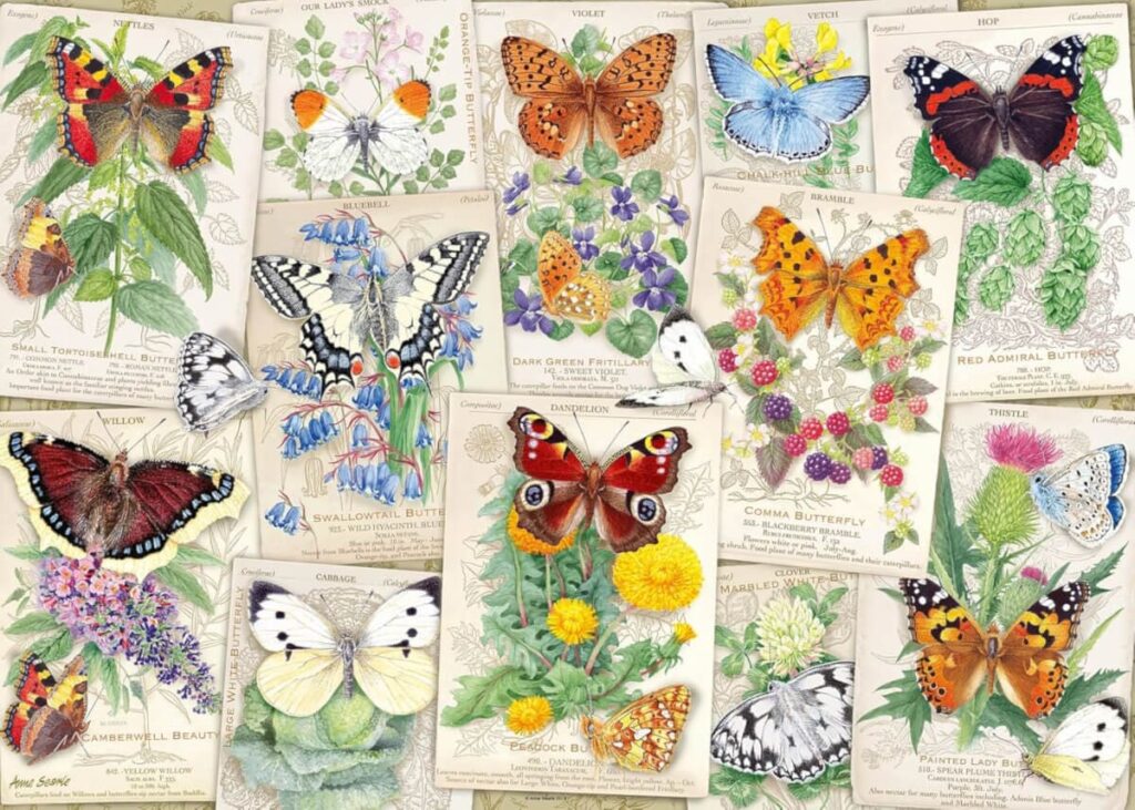 Butterfly Splendor