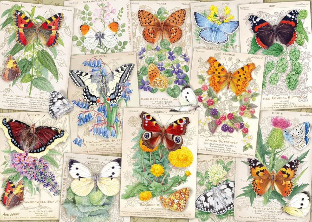 Butterfly Splendor