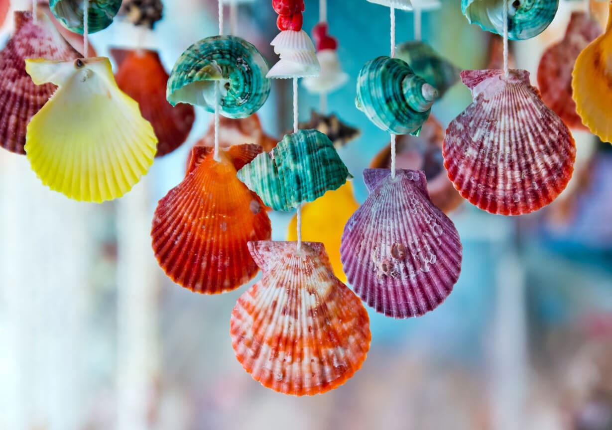 DIY Seashell Craft