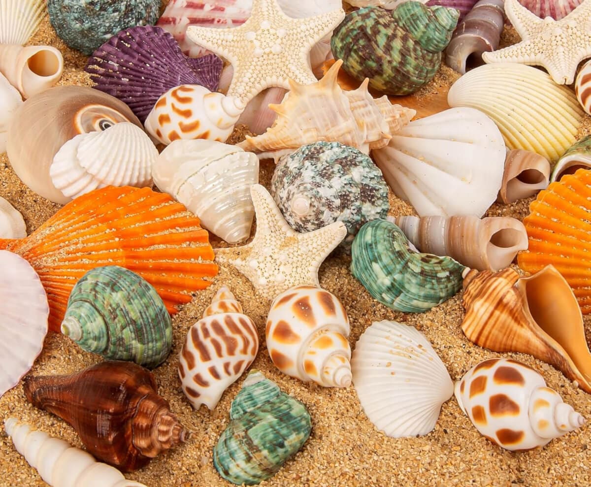 Natural Seashell
