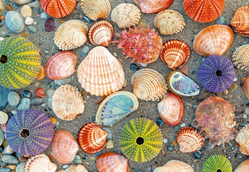 Seashells
