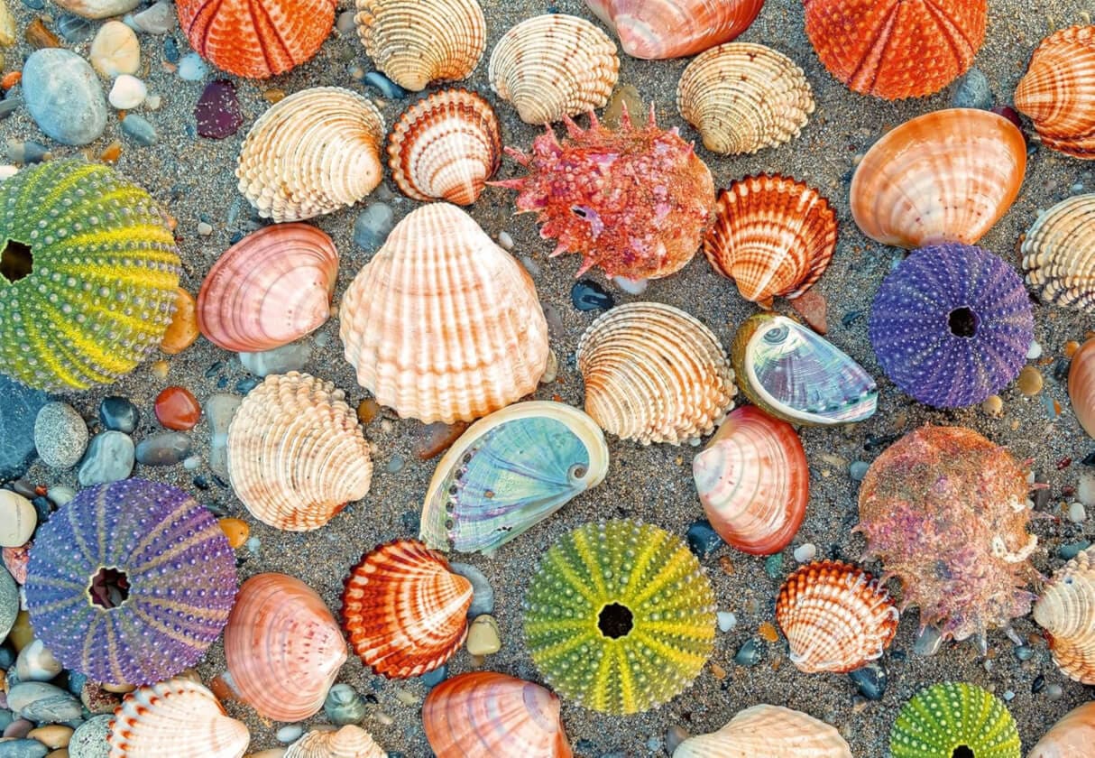 Seashells