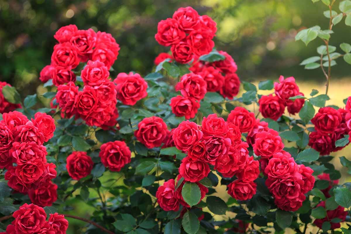 Red Roses