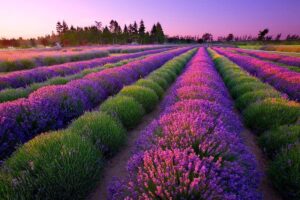 Fields Lavender