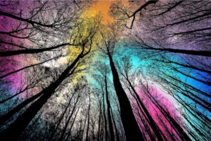 Forest Under Starry Night