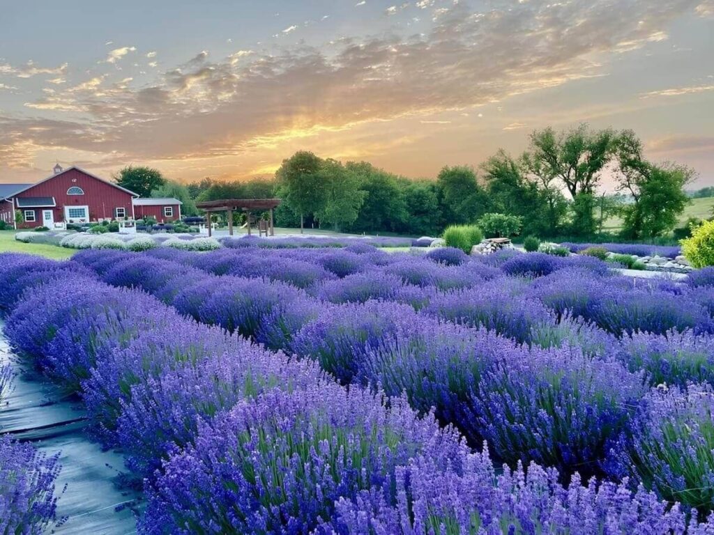 Lavender Farms