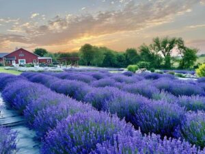 Lavender Farms