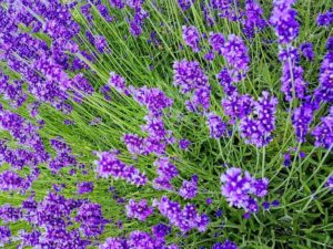 Lavender Flower