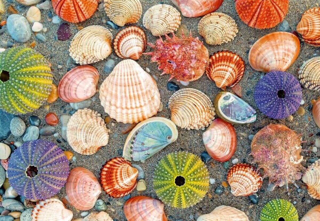 Seashore – Handcrafted Tooling