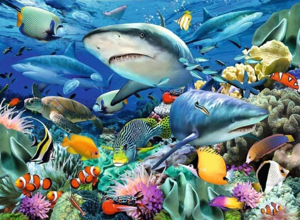 Shark Reef