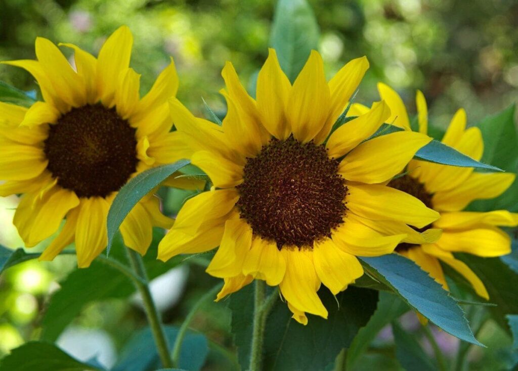 Fresh Sunflower
