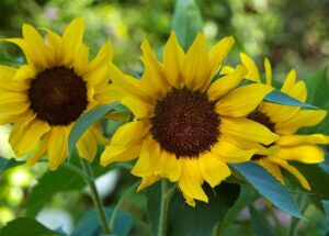 Fresh Sunflower