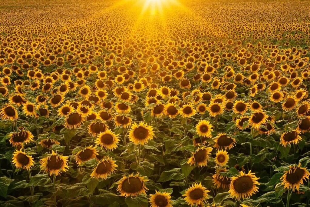 Sunrise in Fields Sunflower