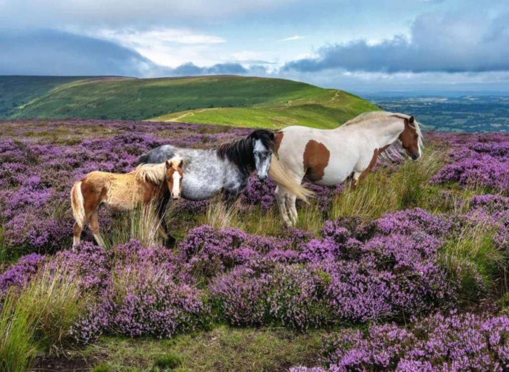 Wild Horses in the Heather