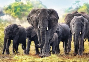 African Elephants